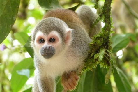 Free Images Animal Wildlife Jungle Mammal Fauna Primate