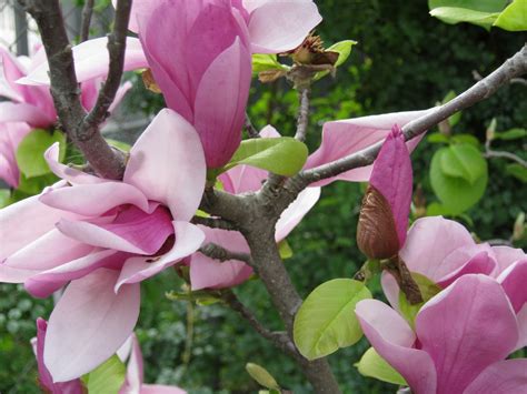 What Grows In Fullerton Saucer Magnolia