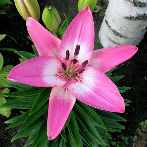 Lily La Hybrid Arbatax Fragrant Bulbs Pink