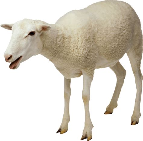 Sheep Png Image