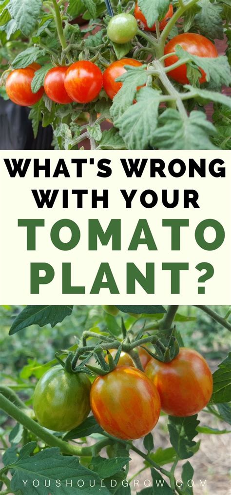 Growing Tomatoes And Tomato Problems Wondering Why Your Tomatos
