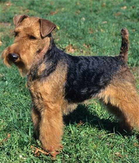 welsh terrier history personality appearance health  pictures