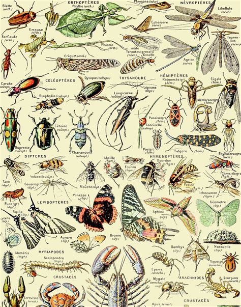 Vintage Insect Identification Chart Arthropodes By Adolphe Millot Xl