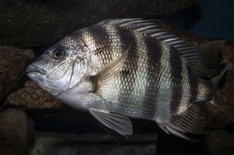 Know Whats On The Line Sheepshead Coastal Review