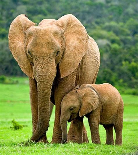 25 Fun And Amazing Facts About Elephants For Kids Momjunction