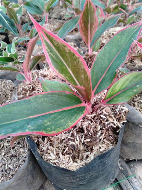 tanaman hias aglonema lipstik merah | Lazada Indonesia