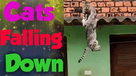 Funny Cute Cats Jump And Falling Down Competition Video In 2020 Youtube