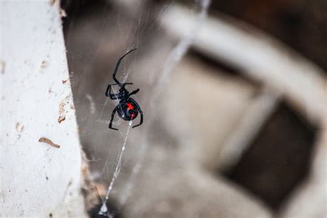 Why Black Widows Spiders Are Being Spotted All Over Colorado