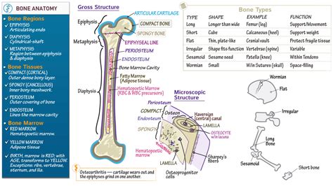 Histology Bone Structure And Types Ditki Medical And Biological Sciences