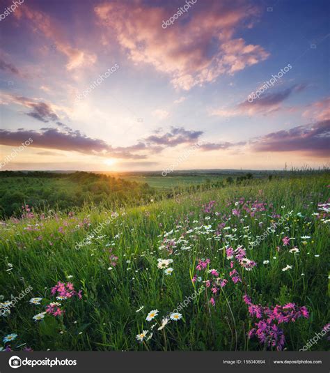 Flowers On Mountain Field During Sunrise — Stock Photo © Biletskiye