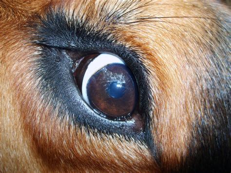 Dog Eye Free Image On Libreshot