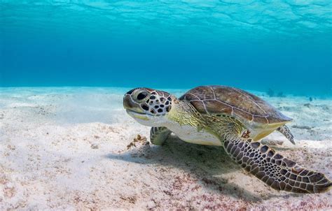 Wallpaper Sea Water Background Turtle Underwater World Sea Turtle