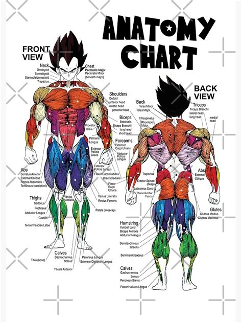 Vegeta Muscle Chart Anatomy Diagram Anime Gym Motivational