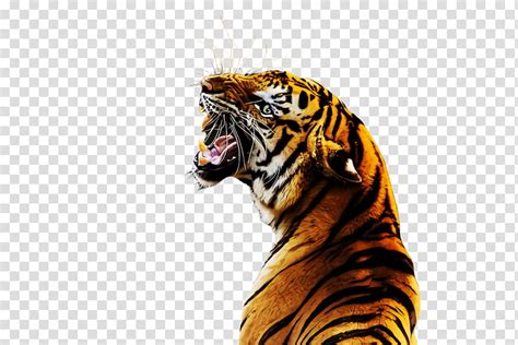 Tiger Bengal Tiger Siberian Tiger Roar Wildlife Snout Transparent