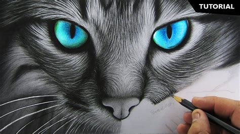 How To Draw Realistic Cat For Beginners Fur Drawing