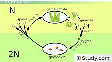 A Moss Life Cycle Dominant Gametophyte Video And Lesson Transcript