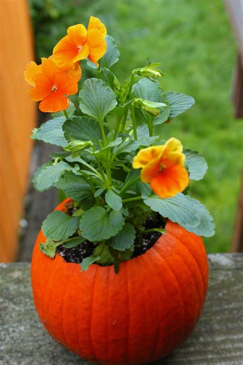 Tutorial Flower Pot Pumpkin Pumpkin Flower Pots Pumpkin Flower