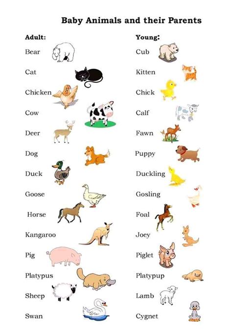 Male Female And Young Animals A Guide To Baby Animals English