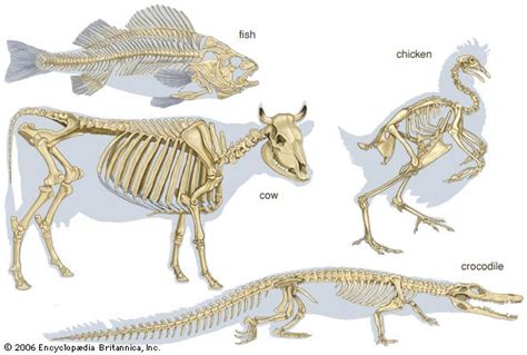 Skeleton The Vertebrate Skeleton In 2020 Animal Skeletons