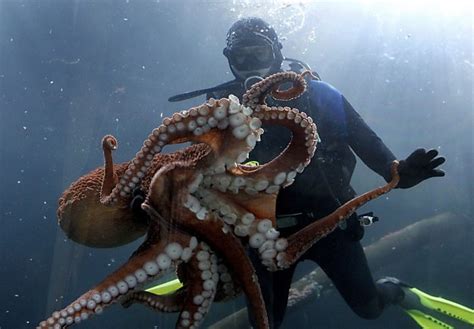 Three Giant Pacific Octopus The Largest In The World Are Now Making