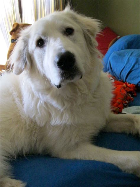 My 2yr Old Great Pyr Kallisto Great Pyrenees Doggy Funny Cute