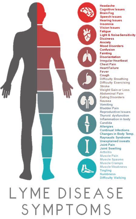 Lyme Symptoms Infographic From Lyme and the City | Lyme Symptoms ...