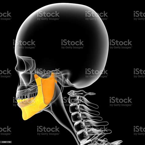 D 렌더링 디스트리토 유혹하는 턱뼈 차원 형태에 대한 스톡 사진 및 기타 이미지 차원 형태 건강관리와 의술 사람 두개골 iStock