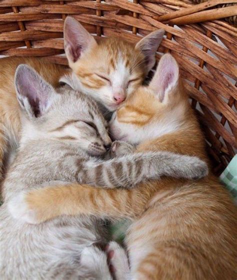 20 Heartwarming Pictures Of Hugging Kittens Cat Cuddle Kittens