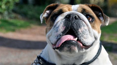 The Ultimate Guide To Bulldogs Owning Training And Caring For These