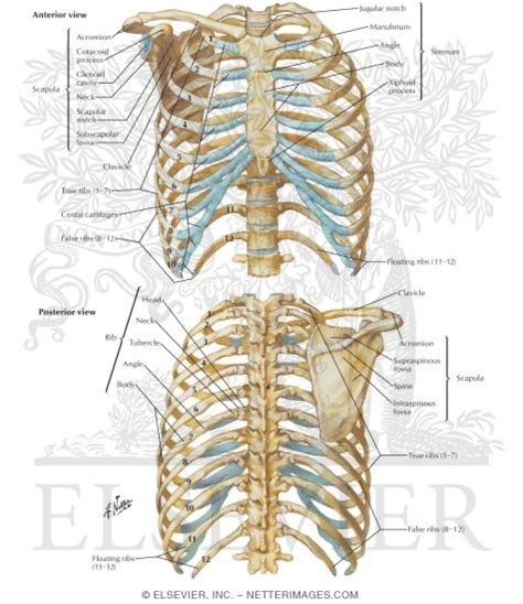 Bony Framework Of Thorax