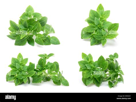 Green Leafs Of Fresh Young Basil Isolated On White Background Basil