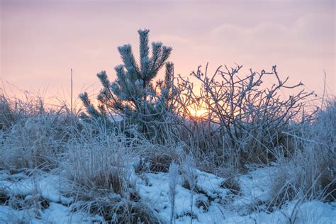 Wallpaper Snow Winter Branch Sunrise Ice Cold Morning Frost