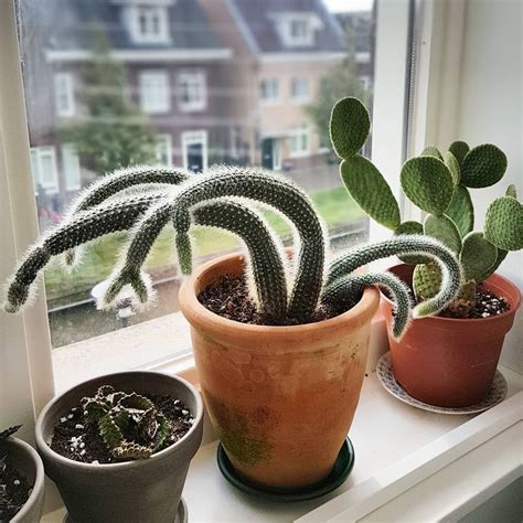 But you may want to add sand for extra drainage, since cactus plants naturally grow in sandy soil and require extra drainage to keep from becoming and staying too wet. Angela Rapisarda on Instagram: "Last week I showed you my ...