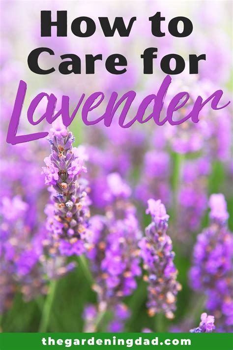 Learn How To Care For Lavender With These Quick Tips And Steps This Is