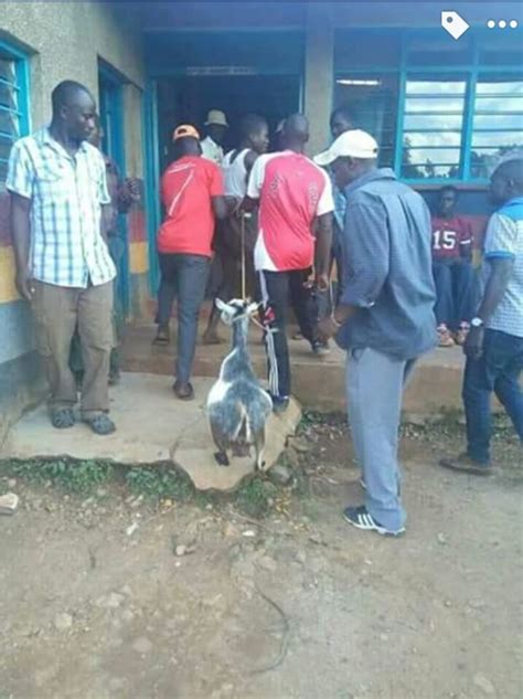Young Kenyan Man Caught Having Sex With A Goat Disgraced And Paraded In Public Photos Exlink