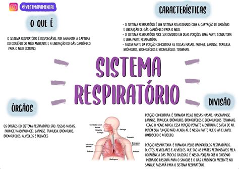 Mapas Mentais Sobre Sistema Respirat Rio Study Maps