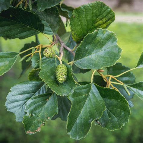 Alnus Glutinosa Imperialis Cut Leaved Alder Tree Free Delivery