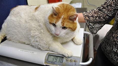Hello 18kg Kitty Is Meow The Worlds Fattest Cat The Courier Mail