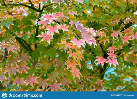 Maple Tree With Red Leaves In Autumn Stock Image Image Of Abstract