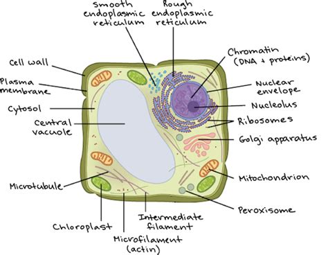 Celula Eucariota Vegetal