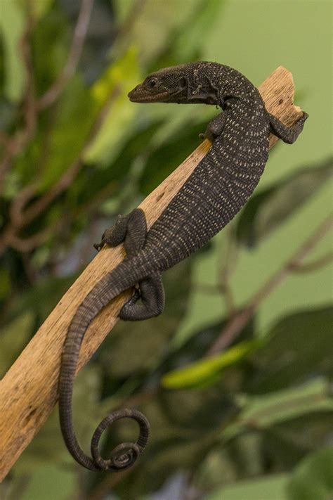 Reptile Hatchings At San Diego Zoo Boost Rare Species Zooborns