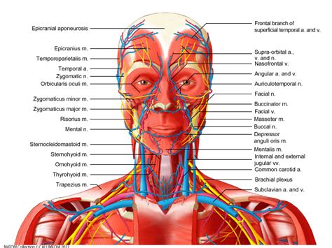 The main arteries in the neck are the common carotids, and the main veins of the neck that return the blood from the head and face are the external and internal jugular veins. Pin on Anatomy