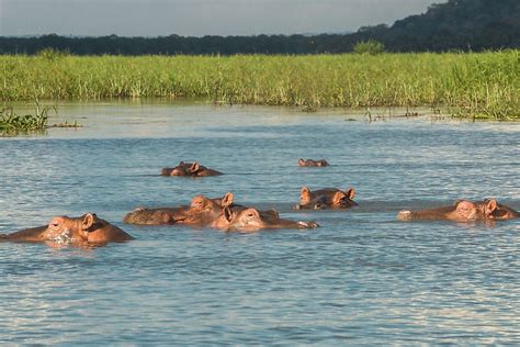 Where Do Hippos Live Worldatlas