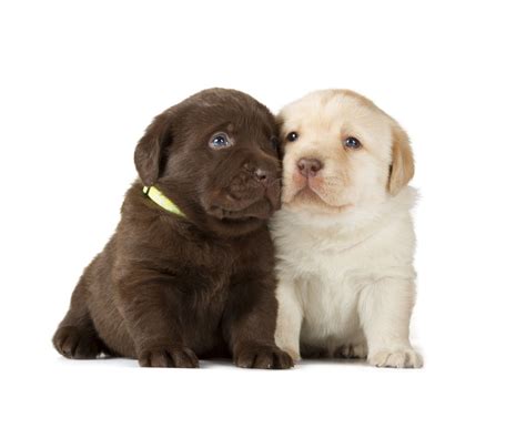 He is expected to be a medium dog. Interesting Facts About Chocolate Lab You Probably Didn't ...