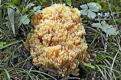 Coral Mushroom Description Photo Mushrooms