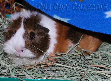 Cali Cavy Collective A Blog About All Things Guinea Pig Hay Solutions