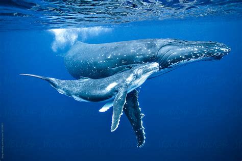 Annual Humpback Whale Migration East Coast Australia Ocean Life