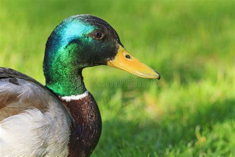 Portrait Of A Male Mallard Stock Image Image Of Feather 72324789