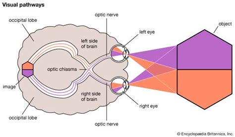 Optic Nerve Anatomy