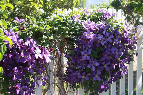 They have complex root systems that take time to. Time of Our Lives: Blooming Clematis Vines